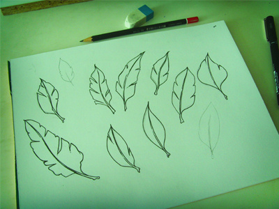 leaves cirobicudo illustrations leaves