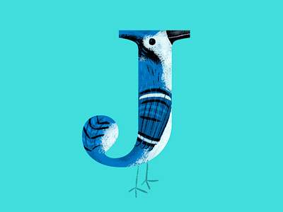 Blue J animal bird