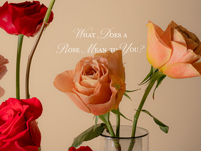 What Does a Rose Mean to You? delicate design ethics flowers rose