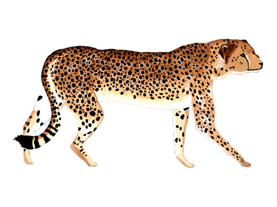 Cheetah africa animal cheetah gouache illustration spots