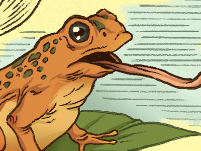 Spotted Toad animal color digital illustration toad tongue