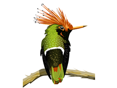 Hummingbird Final bird black green hummingbird orange vector