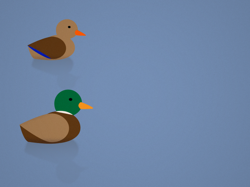 Patitos 2d 2d animation after effects animation duck graphic design motion graphics