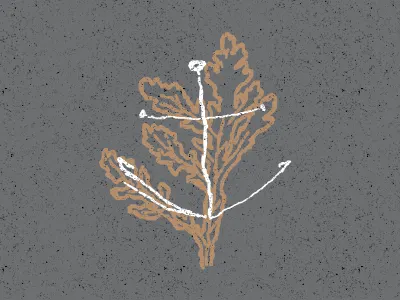 anchor anchor seaweed texture