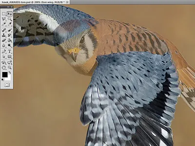 stealth hawk after effects bird hawk photoshop powerpoint