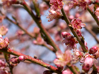 Peach blossoms macro lens photography