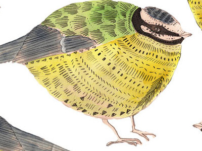 Blue tit pattern illustration mark making pattern