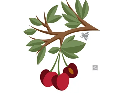Cherries farmers market flat color food fruit qcassetti vector