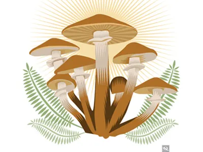 Honey Mushrooms farmers market flat color flowers food fruit mushrooms qcassetti vector