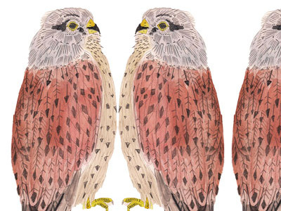 Kestrels design drawing illustration pattern