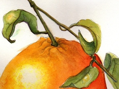 Tangerine watercolour illustration watercolour