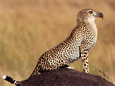 Eagle Cheetah caroline solheim design graphic design manipulation