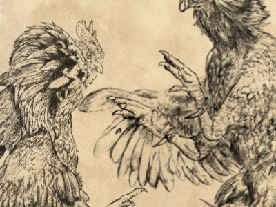 Cockfight bobsta14 cockfight illustration sketch