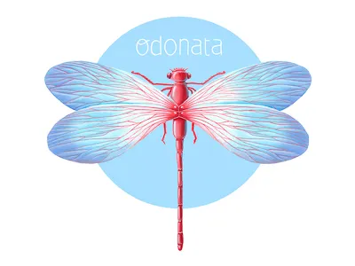 Odonata 13mu dragonfly insect odonata wings