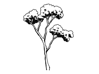 Black and white tree black and white hand drawn illustration tree