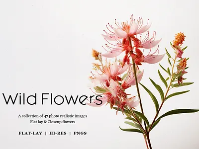 Wild flowers abstract antique art background blossom boho botanical botany bouquet branding flower frame garden graphic design illustration natural romantic rustic style wild