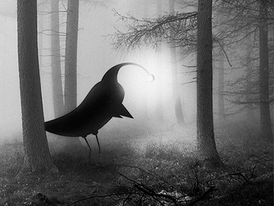 Forest Lights bird dark forest night