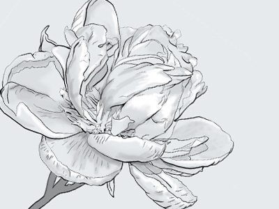 Digitally Painted Flower black drawing flower gray illustration magnolia monotone painted petals photoshop stem white