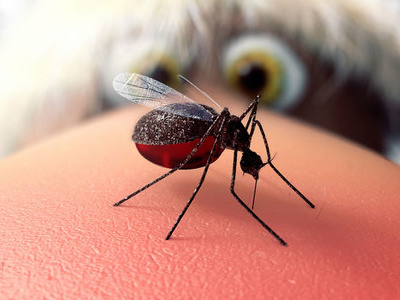 Mosquito 3d c4d cg cinema 4d cinema4d mosquito