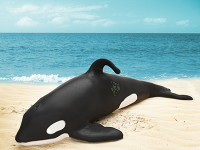 Sad Whale Is Sad (WIP) 3d beach blue dry greenpeace hot light lighting modeling orca render sad sand sea stranded whale zbrush