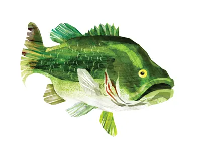 Bass bass brushstrokes fish illlustration textures
