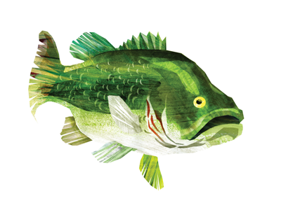 Bass bass brushstrokes fish illlustration textures