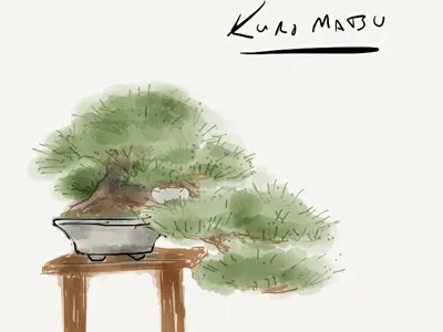 Kuromatsu bonsai ipad painting paper