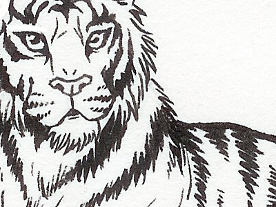 Tiger animal illustration ink tiger