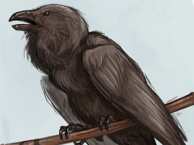 Raven animal bird brynn metheney raven study