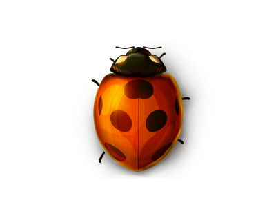 Ladybug illustration illustrator photoshop