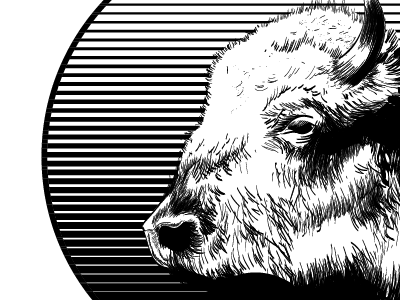 buffalo buffalo drawing fade line shirt sketch wacom western