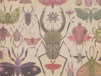 Entomologist's Wish beetles bug butterfly entomology illustration insects moths nature