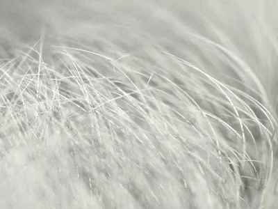 Modo Experiment 3d depth of field hair modo rendering