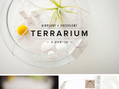 terrarium