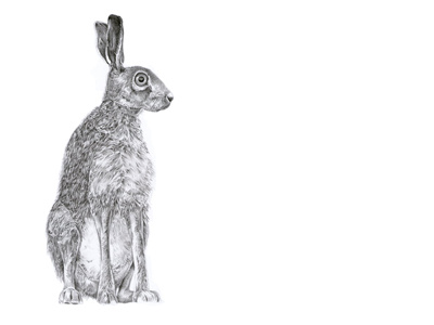 Brown Hare animal drawing hare illustration pencil sketch