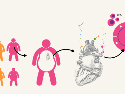 Interactive medical presentation heart interactive medical obesity presentation