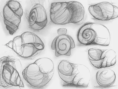 Groove, Process Sketches concept drafting drawing groove groovy illustration logo shell sketch sketchwork turtle