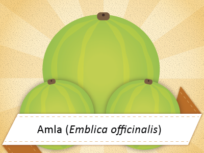 Ayurvedic Tip: Amla amla ayurveda fruit graphics health herbs icons illustrations illustrator india medicine science texture