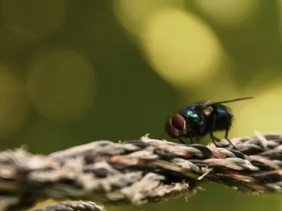 Big Eyes photo photography
