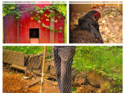 All Cooped Up chicken coop farm hoe photo photoshoot project