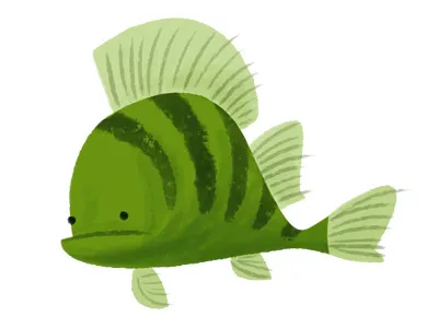 Perch baars fish green illustration perch vis