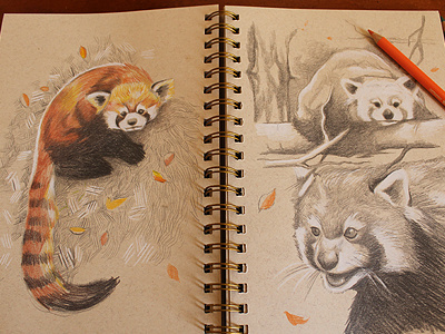 Red Panda firefox illustration red panda