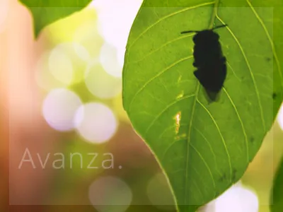 Avanza green leaft nature photo photography