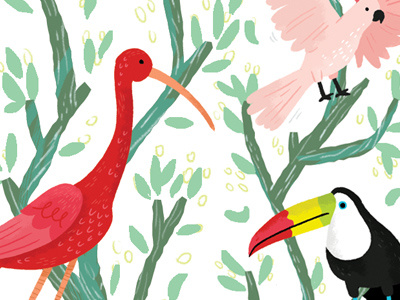 Birds animals birds childrens cockatoo ibis illustration nature toucan