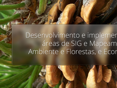 Text over cone! blur clean cone nature photo text tree ui