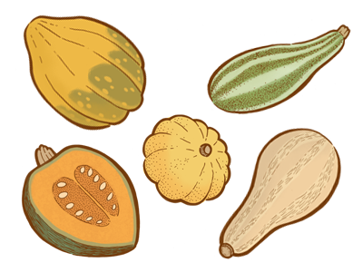 Squash autumn fall food illustration harvest illustration squash vegetable