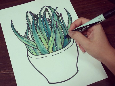 Succulent drawing free hand hand drawn illustration succulent