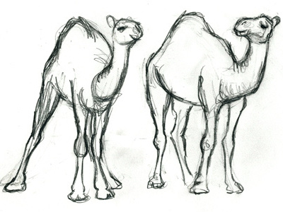 Camels camels sketch