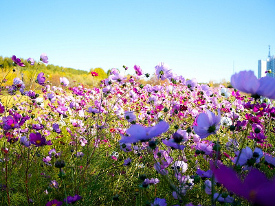 #$%^&*(&^%$#@ blue color flowers sky