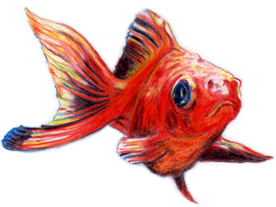 Goldfish Colour Pencil Drawing 2d art colour pencil detail drawing drawn fish gold goldfish hand illustration orange paper pencil shading sketch sketching texture